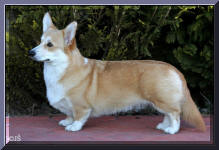 Dixi