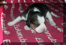 Ares